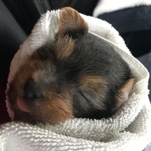 Meet your Posher, Odalis